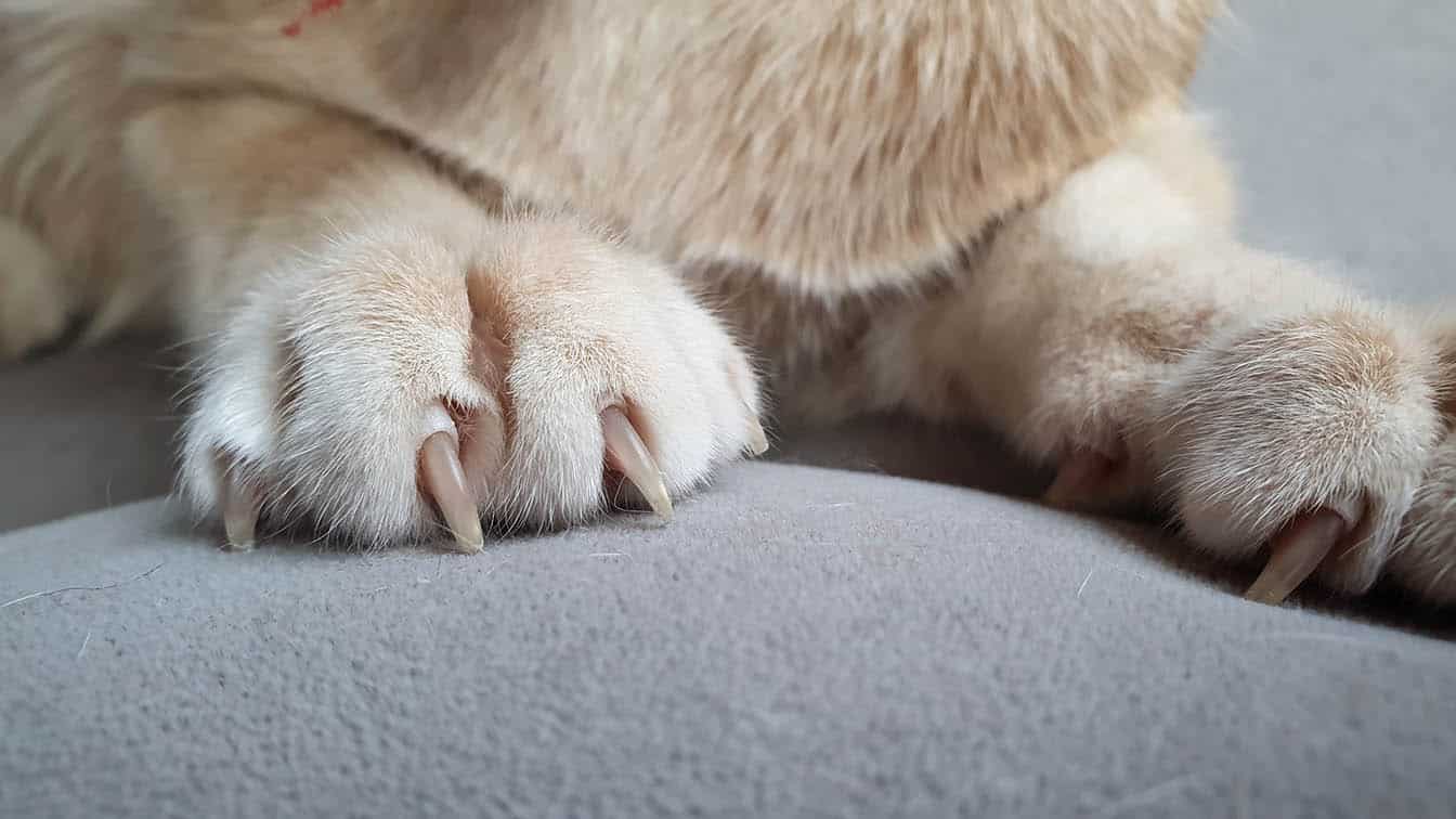 Close up cat paws