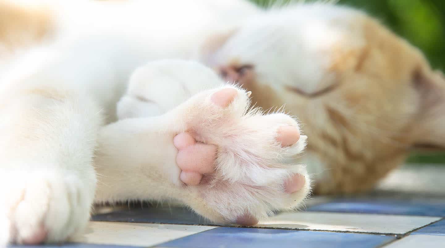close up cat toes