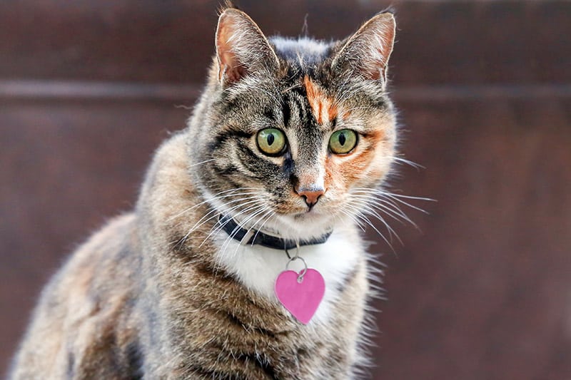 close up cat wearing a collar with ID