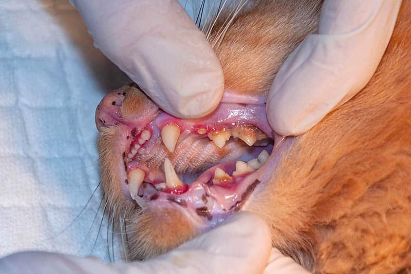 close up cat with gingivitis