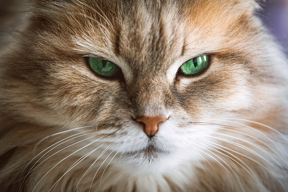 close up cat with green eyes