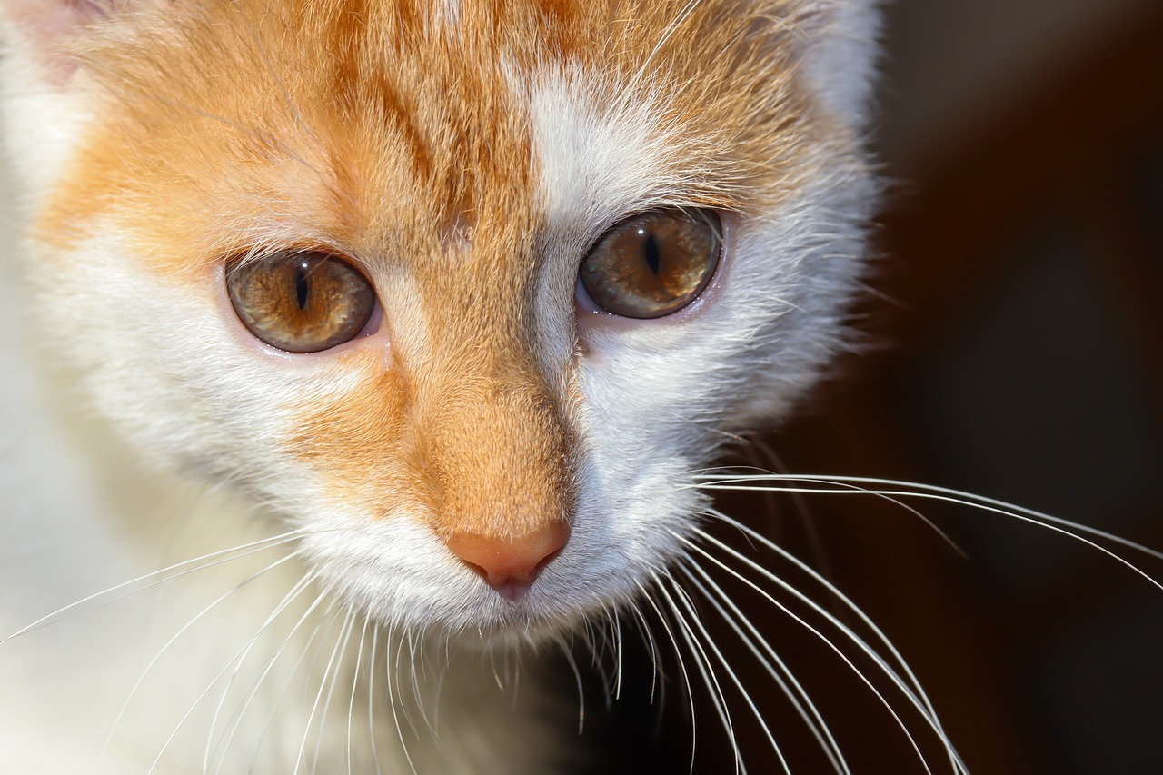 close up cat with hazel eyes