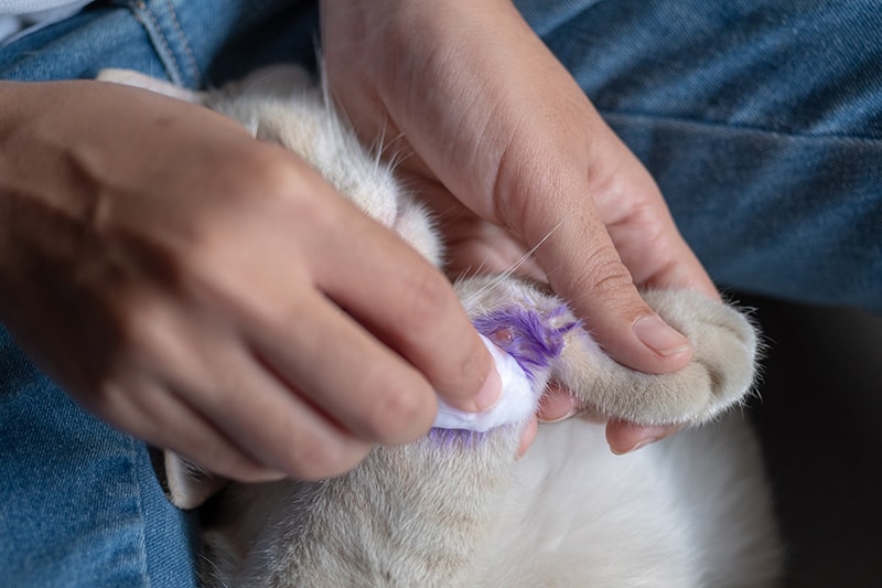 close up cleaning cat's wound on the leg