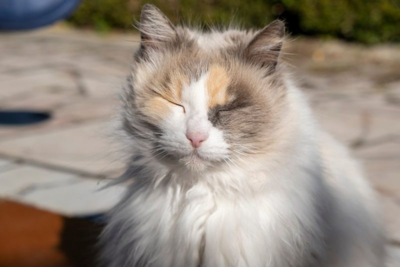close up dilute calico norwegian forest cat with eyes closed