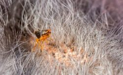 Does Cold Weather Kill Fleas on Cats? Vet Approved Advice - Catster - Preventing Flea Infestations In Cats In Cold Weather