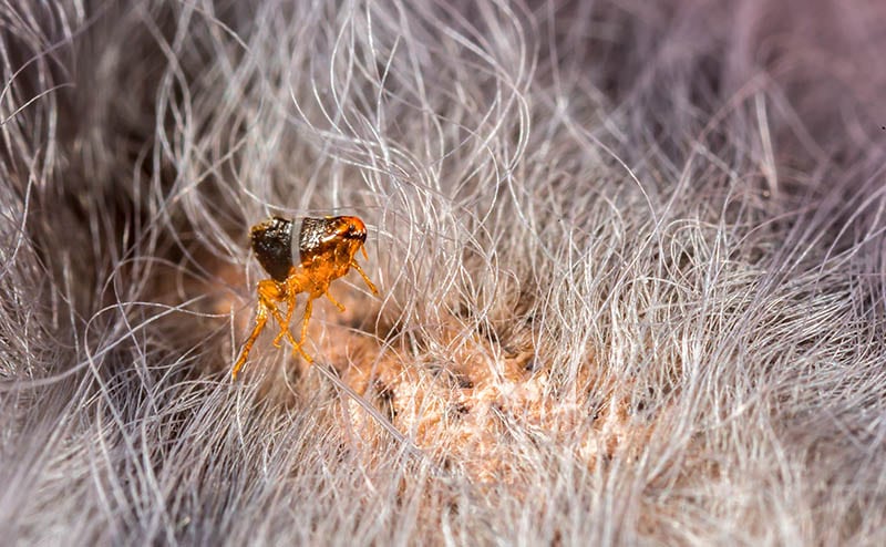 close up flea on a cat