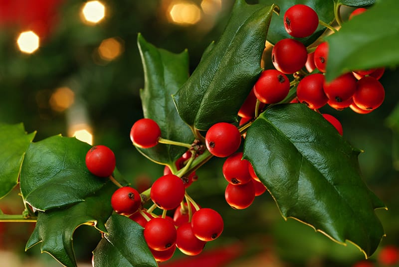 close up holly branch