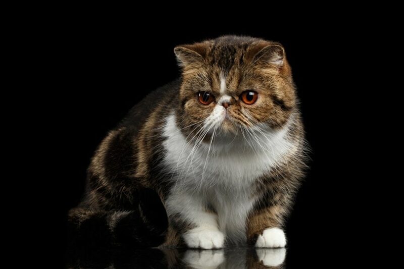 close up of Exotic Shorthair Tabby Cat in black brackground