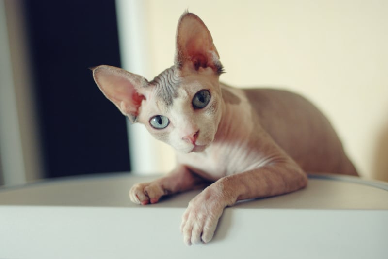 close up of a Canadian Sphynx cat