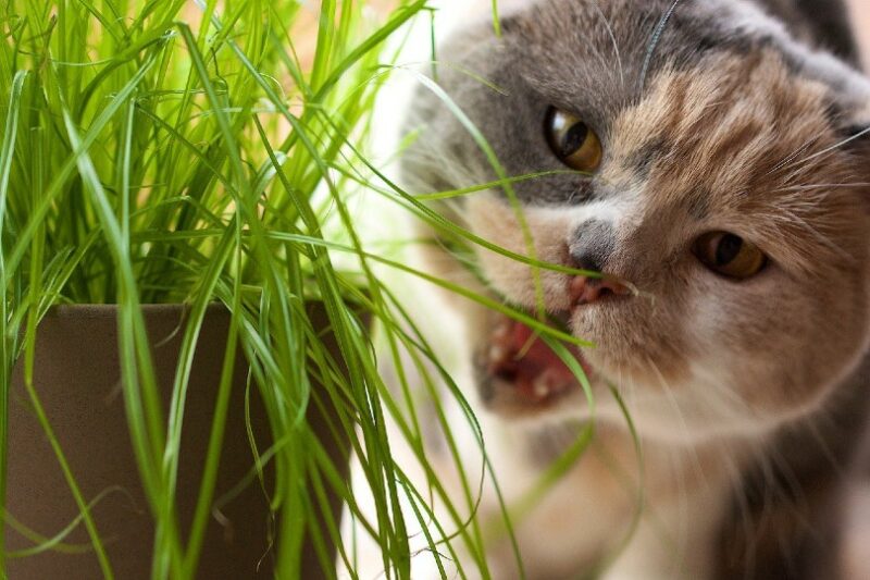 close up of a cat eating grass