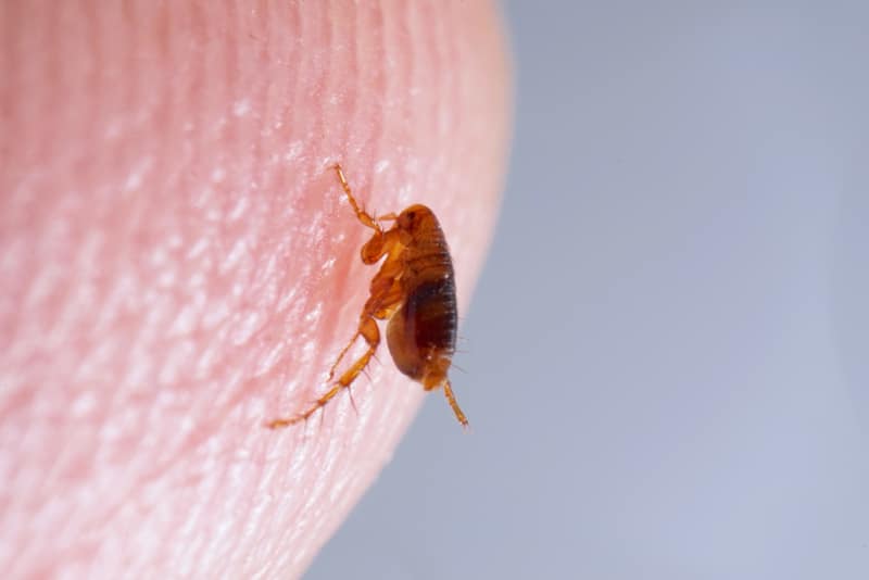 close up of a flea on human finger