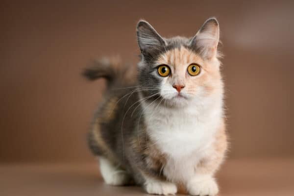 close up of a munchkin cat