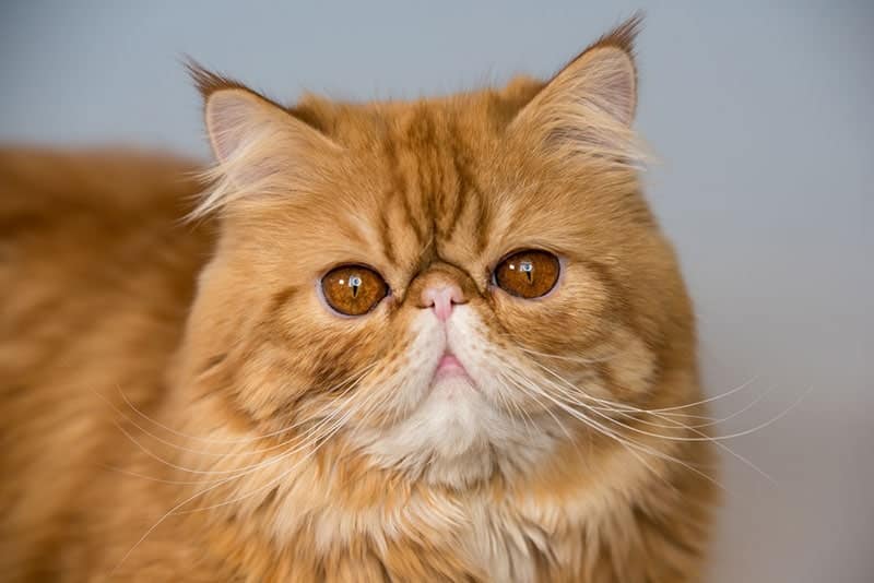 close up of a persian cat