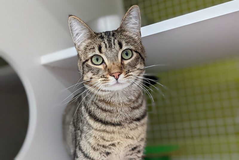 close up of a tabby cat