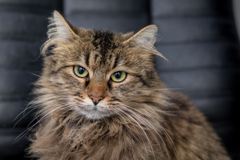 close up of american long hair cat