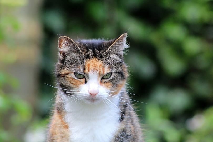 close up of an old calico cat