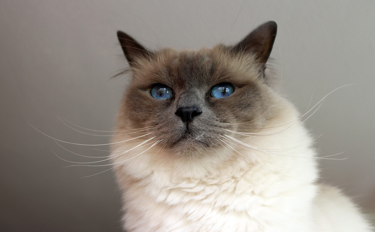 close up of birman cat