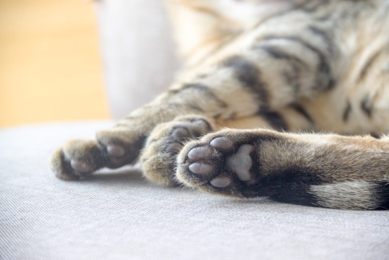 close up of cat paws