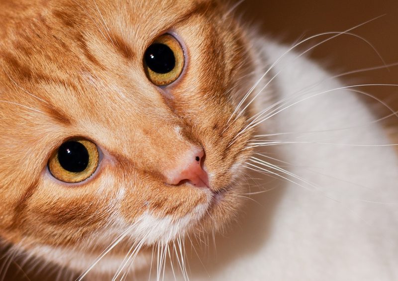 close up of domestic cat looking up