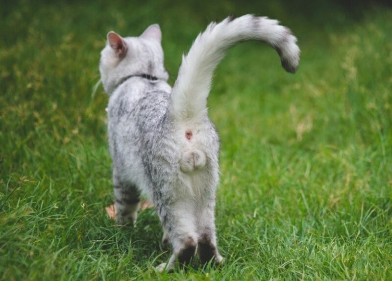 https://www.catster.com/wp-content/uploads/2023/11/close-up-of-male-cats-testicles_ANURAK-PONGPATIMET_Shutterstock-800x573.jpg