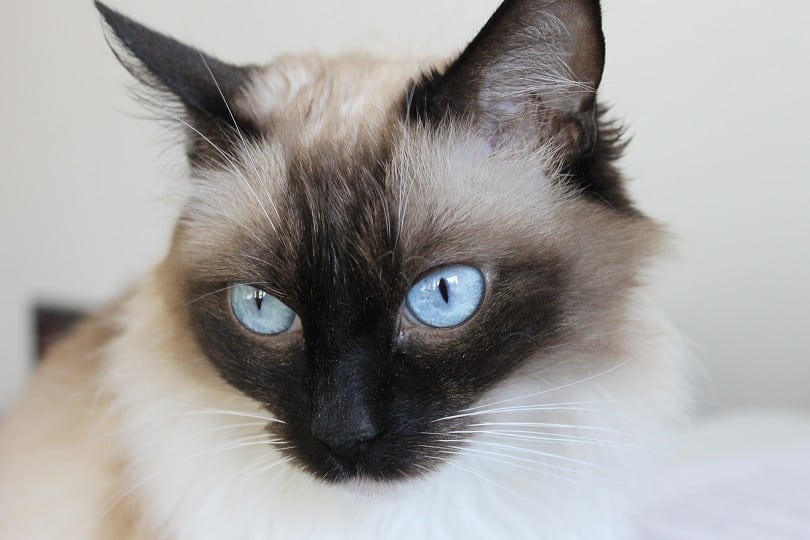 close up   of snowshoe siamese cat