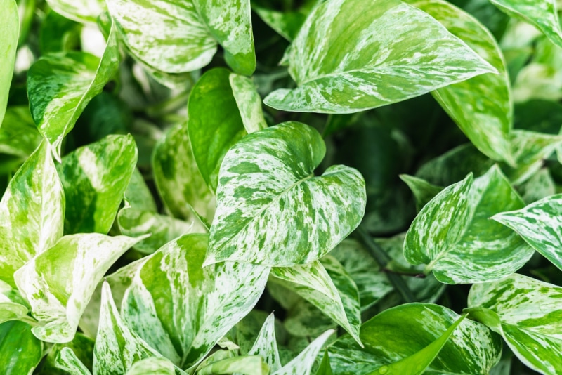 close up of the leaves of photos plants