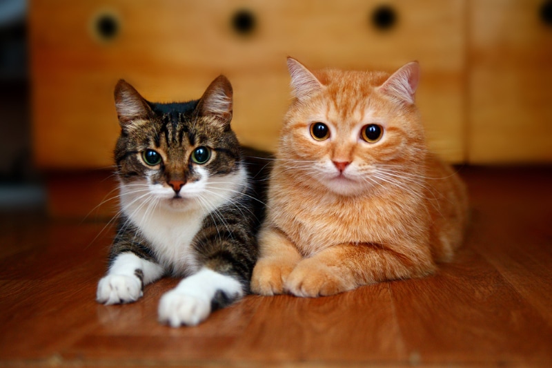 close up of two tabby cats lying on the floor