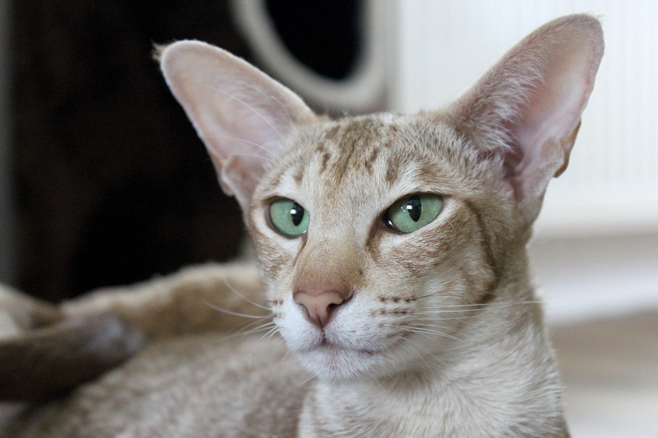 close up oriental shorthair cat with jade eyes