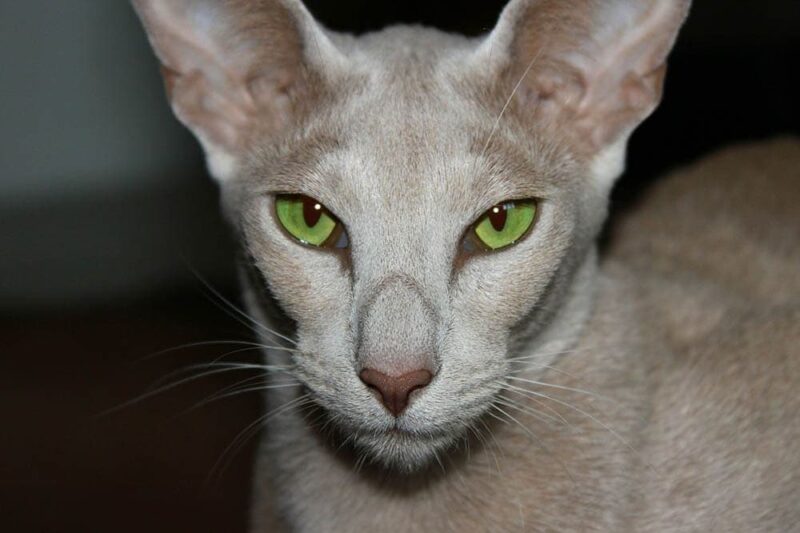 close up oriental shorthair cat