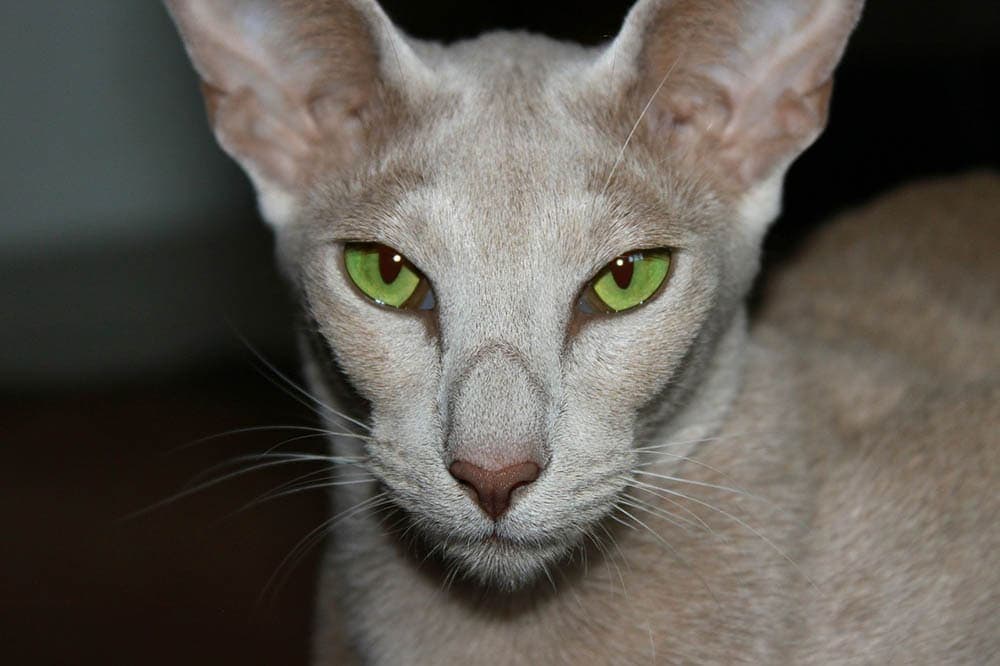 Oriental Shorthair Cats For Sale