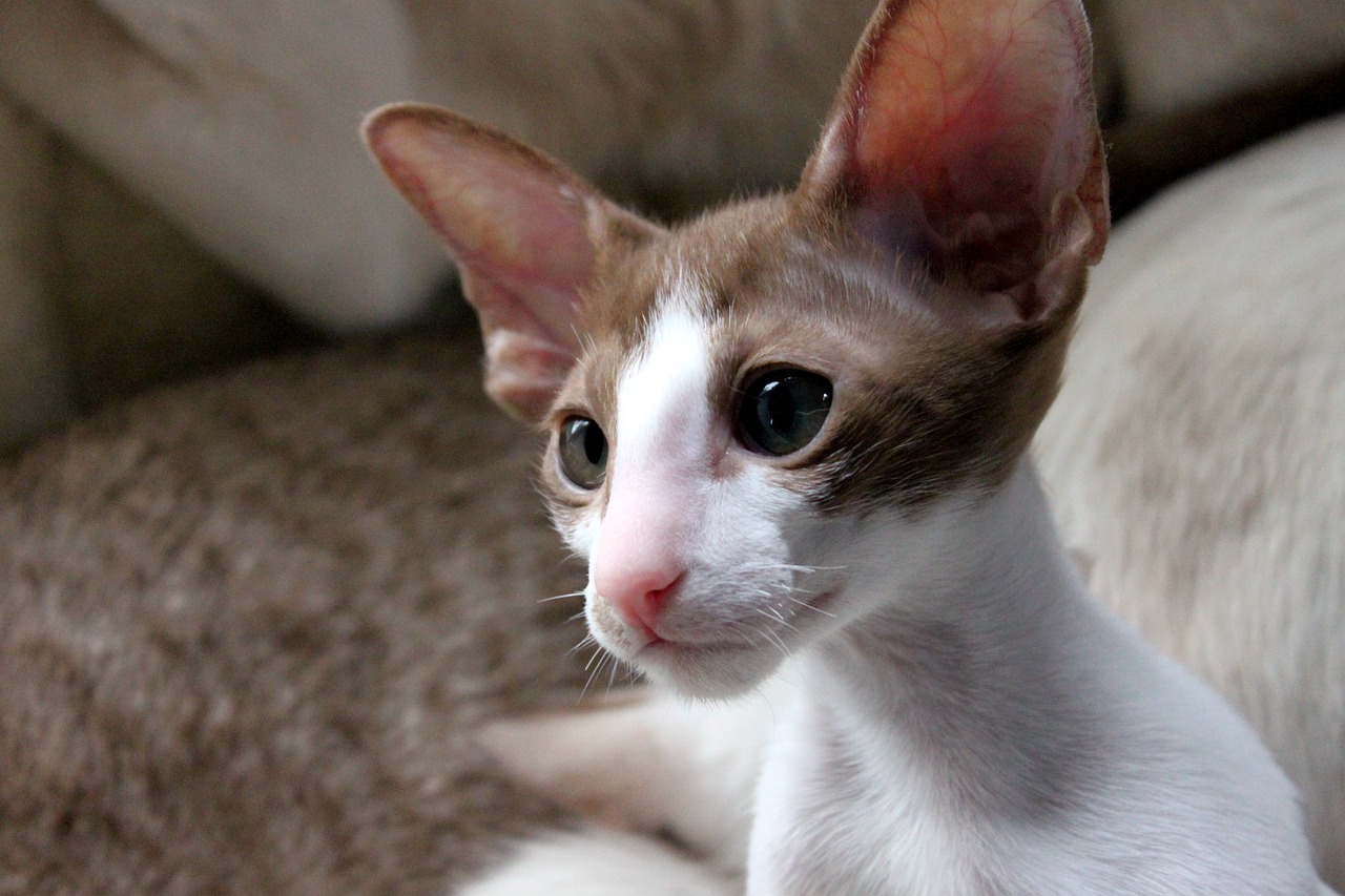 close up oriental shorthair kitten
