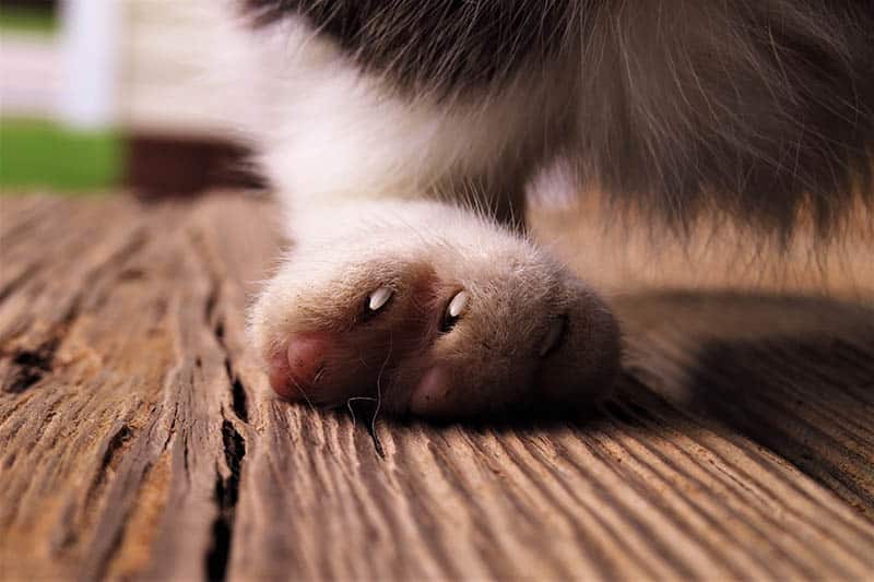 close up paw of a cat suffering from arthritis