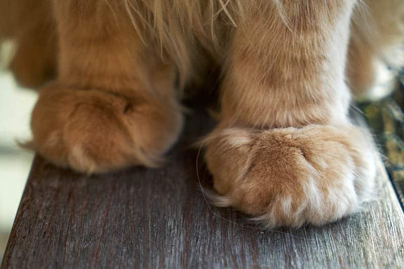 close up paws of orange cat