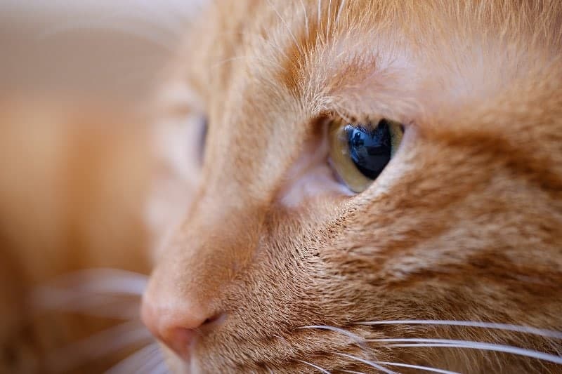close up photo of an orange cat's eye
