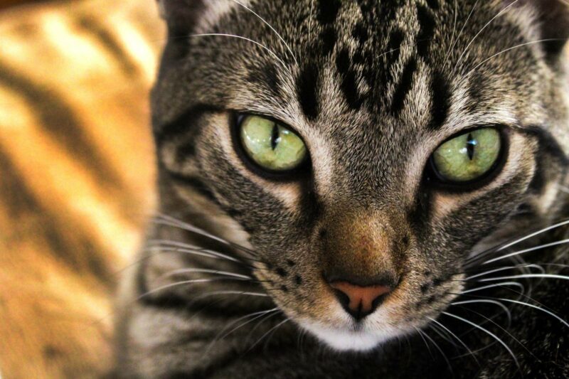 close up photo of cat