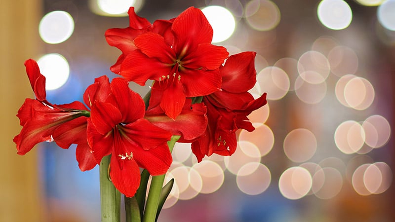 close up Red Amaryllis flowers