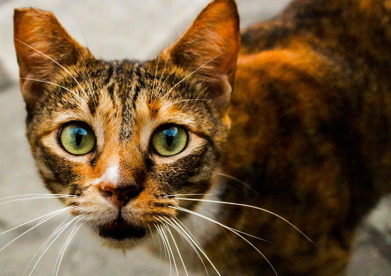 Half sales feral cat