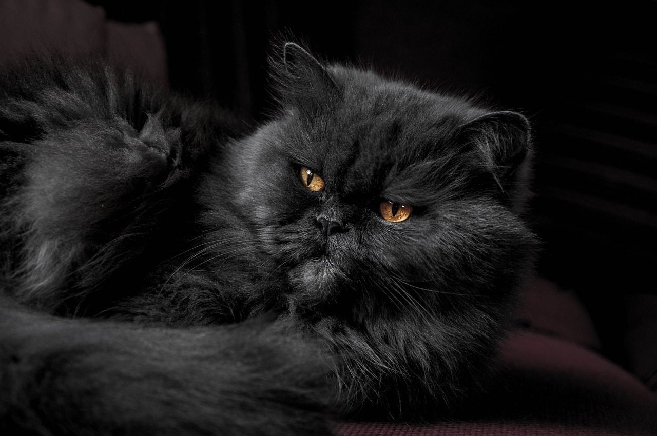 close up solid black persian cat