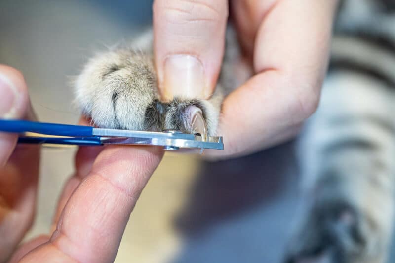 close up trimming cat nails