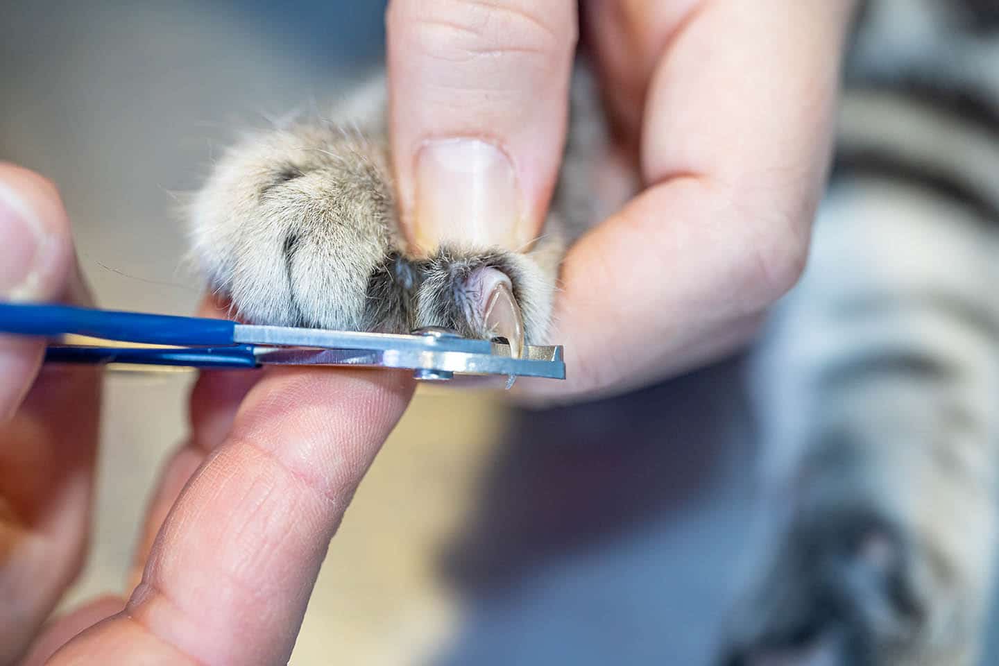 Cat's Claw Split to Nail Bed : r/Pets