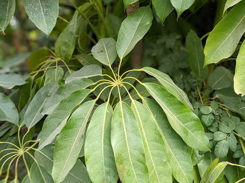 close up umbrella tree