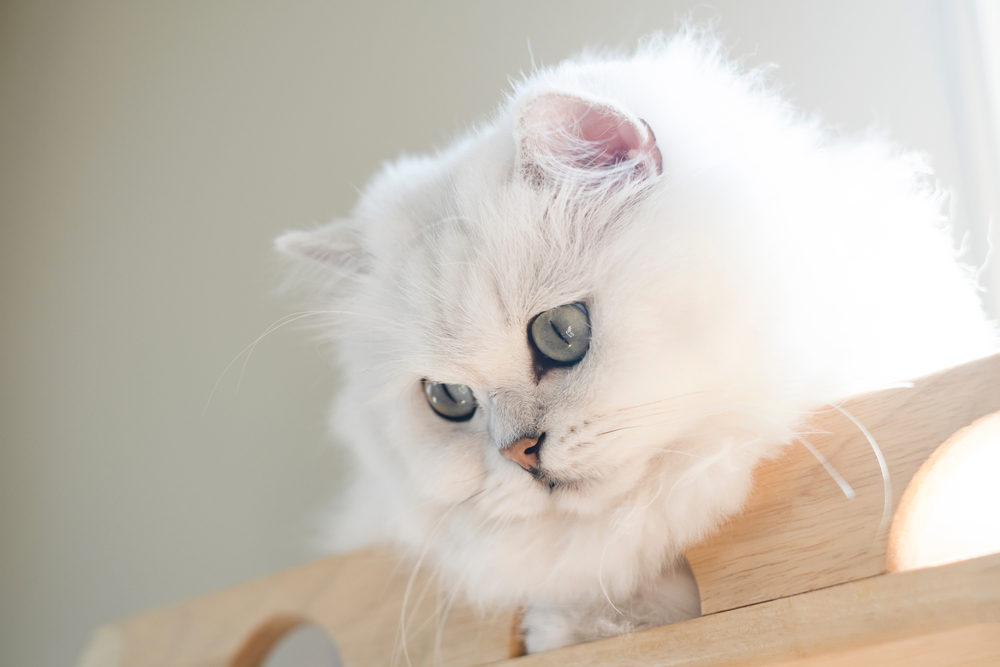 close up white British Longhair Cat
