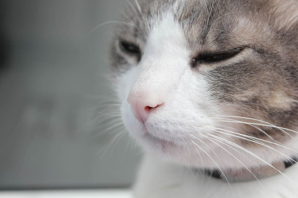 close up white cat breathing