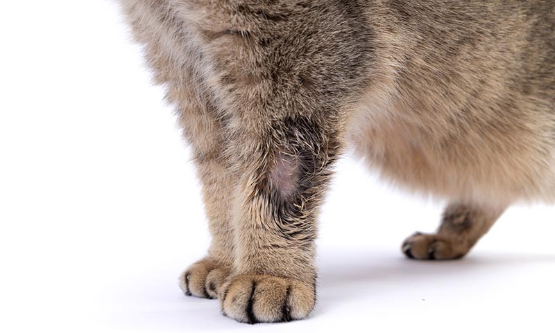 closeup of a cat with ringworm