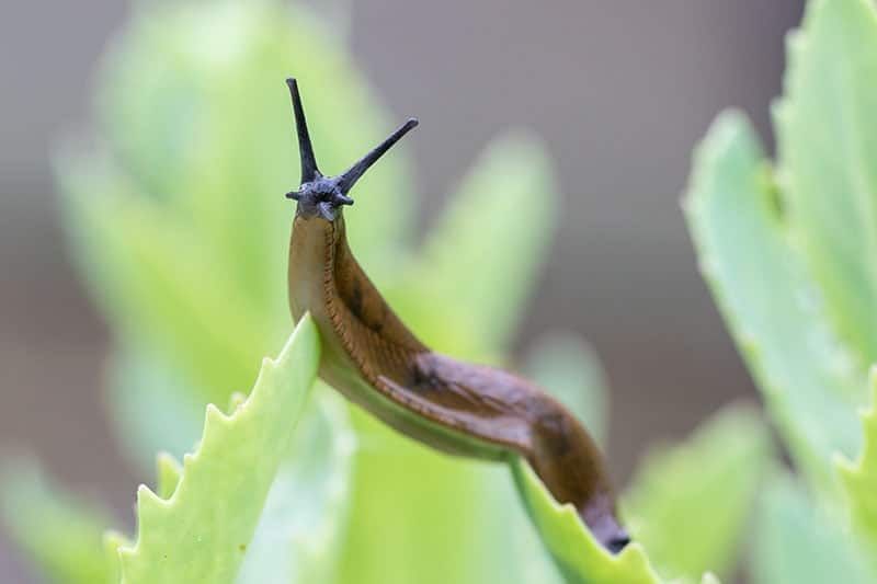 closeup of a portuguese slug