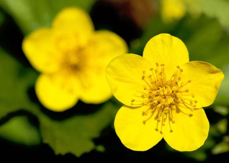 Is the Buttercup Toxic to Cats? VetApproved Facts & FAQ Catster