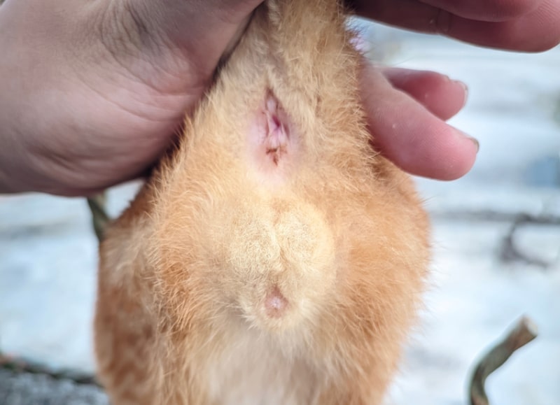 closeup of cat testicles