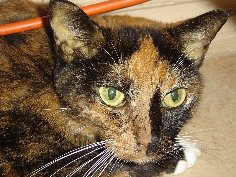 closeup of cat with jaundice