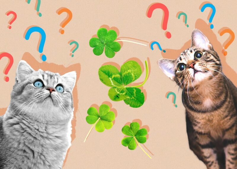 Can Cats Eat clover