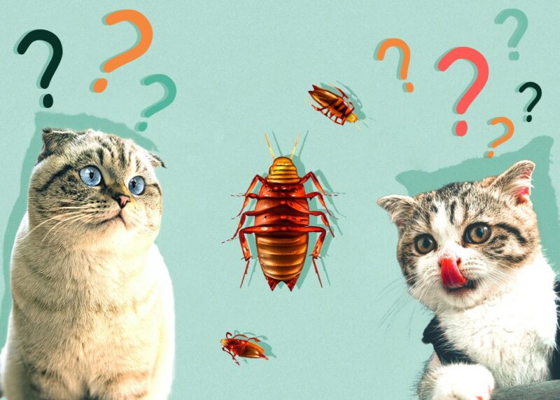 Can Cats Eat Cockroaches? VetApproved Diet Facts Catster